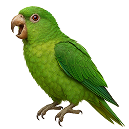 Mexican Green Parakeet